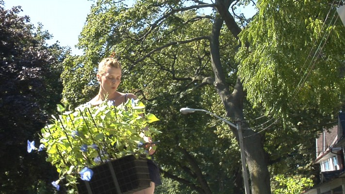morning glory, 2010